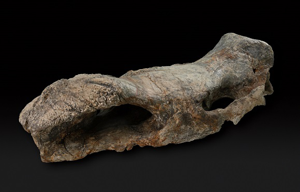 Dettaglio di un osso fossile